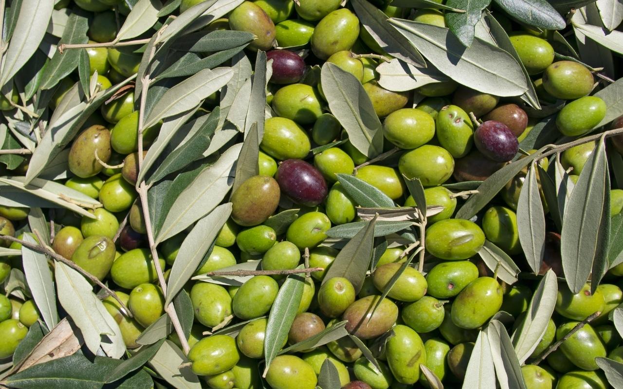 OLIO EVO
