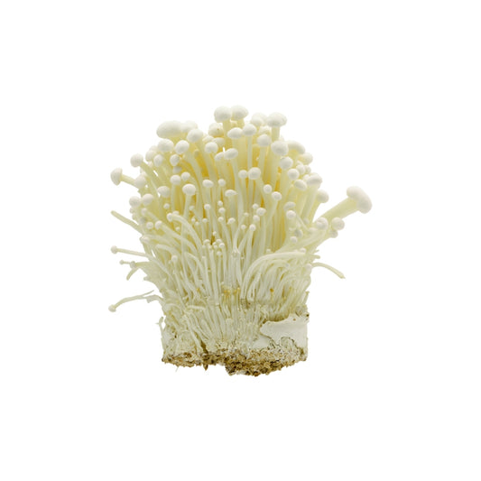 FUNGHI ENOKI
