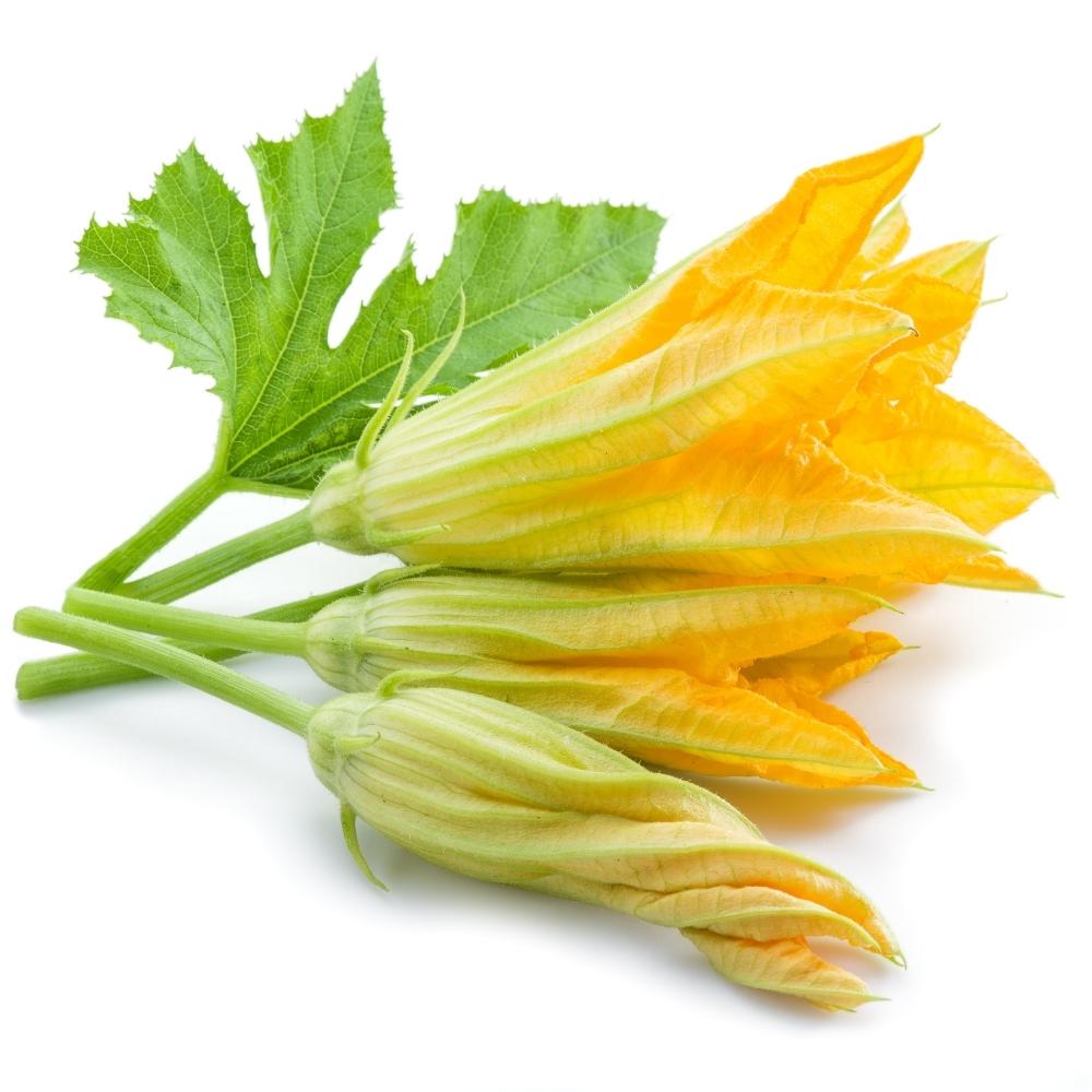 FIORI DI ZUCCA