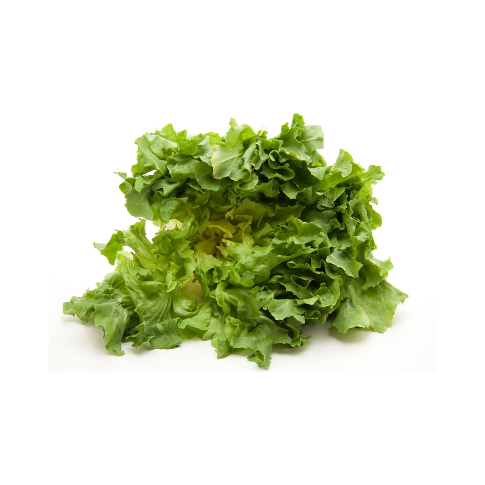 FOGLIA DI QUERCIA