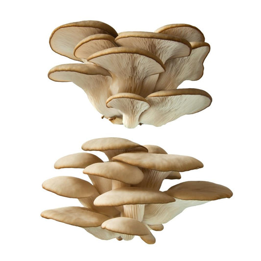 FUNGHI PLEUROTUS