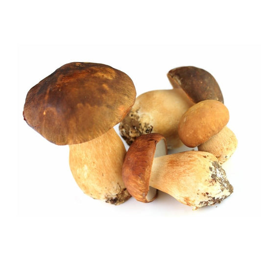 FUNGHI PORCINI