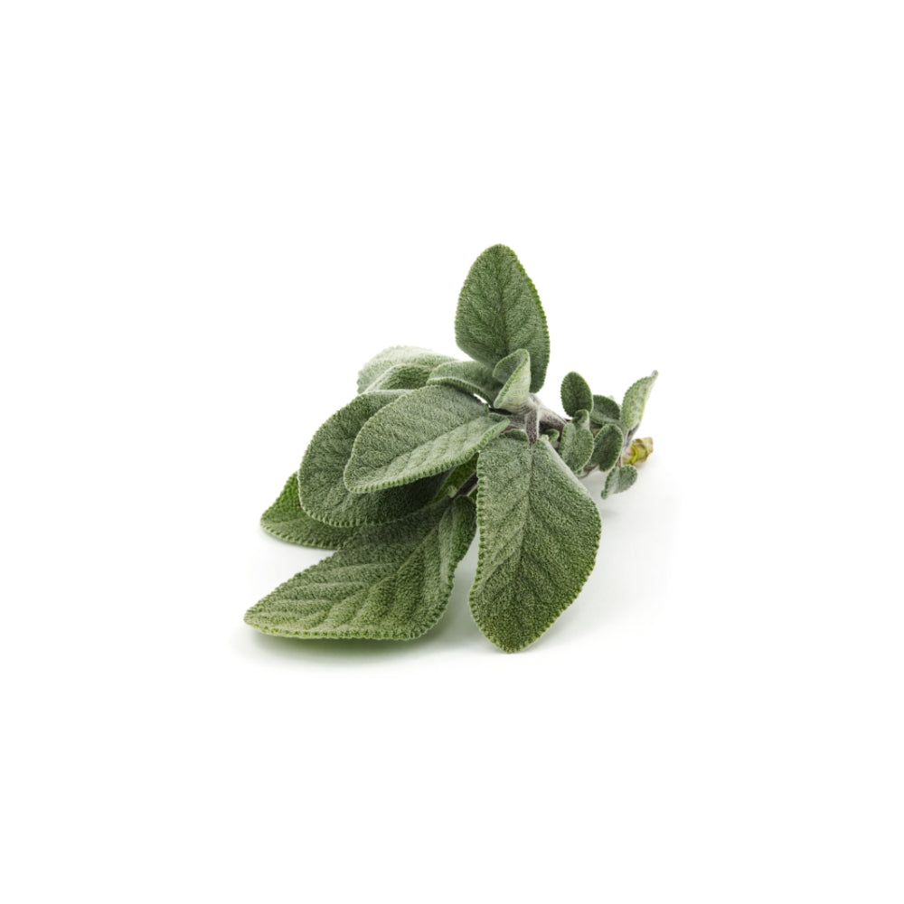 SALVIA