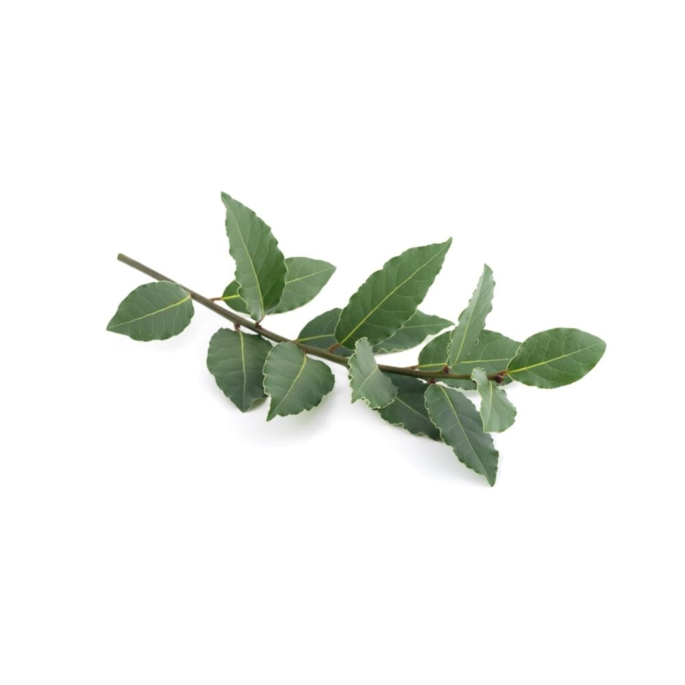 ALLORO